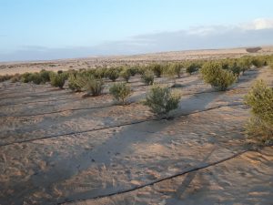اشجار الجوجوبا في سيناء